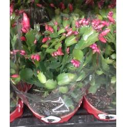 P. Rhipsalidopsis Ov. Rojo  17/35cm x6