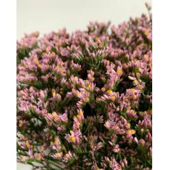 Limonium Ecu. Pink Activa 70cm 25gr x25 rS.