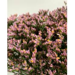 Limonium Ecu. Pink Activa 70cm 25gr x25 Rs.