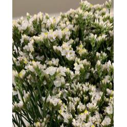 Limonium Ecu. Blanco 70cm 25gr x25