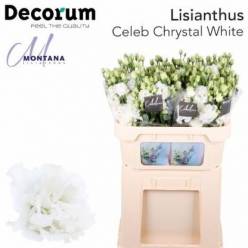 Lisiantus Hol. Celeb Chrystal 70cm 55gr "T10"