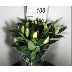 Oriental Hol. Rj. Pico 85cm 4/5 flores