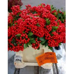 Skimmia Reevesiana 30cm "Paquete"