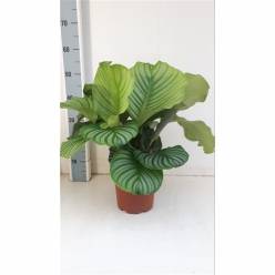 P. Calathea Orbifolia 19/65cm  x5