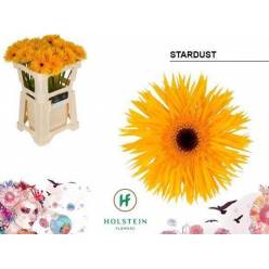 Gerbera Hol. Gerspider Stardust