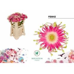 Gerbera Hol. Pasta Femke
