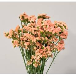Statice Nac. Apricot 70cm