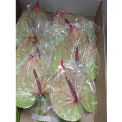 Anthurium Nac. Tequila Bic. 13  "CC12"