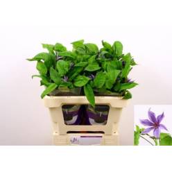 Clematis Amazing Havana 60cm