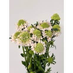 Scabiosa Nac. Rosa Bebe 65cm