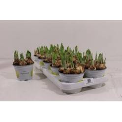 P. Narciso O Tete A Tete 12/15cm "CC10"