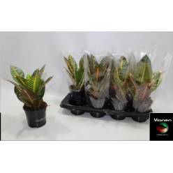 P. Croton Hol. Petra 13/35cm x8