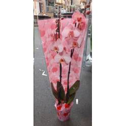 P. Phalaenopsis Ov. Tintada Rosa 12/75cm   2T x10