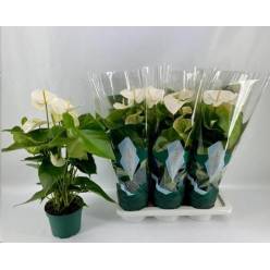 P. Anthurium An Samora 17/65cm x6  6-Flores -Amazoneplant-