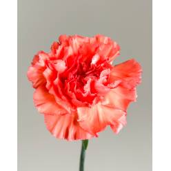 Clavel Nac. 70cm Fama (Coral)