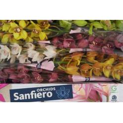 Cymbidium Mixta 80cm " Sanfiero  "
