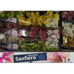 Cymbidium Mixta 60cm " Sanfiero  "