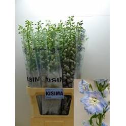 Delphinium Hol. El Magic Skyblue Whitebee 100cm "T10"