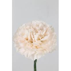 Clavel Hol. 65cm x10 Brut