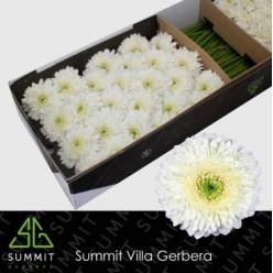 Gerbera Hol. Moon Kick "T25"