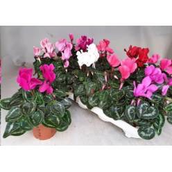 P. Cyclamen Md Super Allure Mixto 10.5/20cm "CC8"