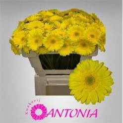 Gerbera Mini Hol. Moreno Am "T20"