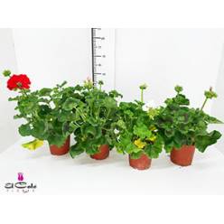P. Geranio Nac. Mixto 14/40cm "CC8"
