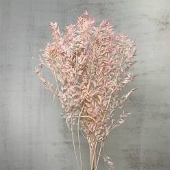 Ruscus Preservado Aculeatus Rosa 150g