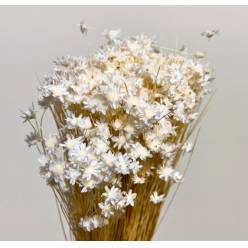 Glixia Seca Blanca 45cm 50g