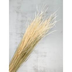 Stypa Seco Blanco 50cm 50g