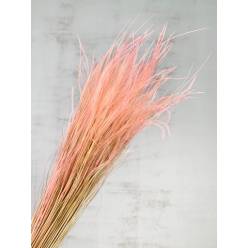 Stypa Seco Rosa Claro 50cm 50g
