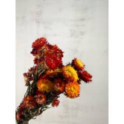 Helichrysum Seco Natural Rojo 50cm 150g