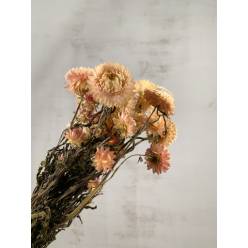 Helichrysum Seco Natural Rosa 55cm 90g