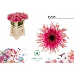 Gerbera Hol. Kv Pasta FLash
