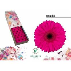 Gerbera Hol. Bon Dia Fu. "T25"