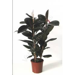 P. Ficus Nac. El Robusta Adbijan 22/120cm 3-Caas