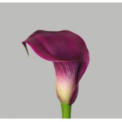 Calla Sumatra 65cm Fr