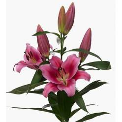 Oriental Hol. Rs. Dalian 85cm 2 fl.