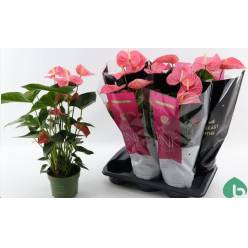 P. Anthurium An Maine 17/60cm x6  +5Flores