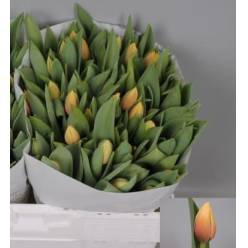 Tulipan Hol. Marit 40cm Sal.