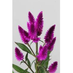 Celosia Celway Purple 70cm "T20"