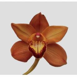Cymbidium Arancia 80cm Nj.