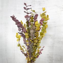 Eucaliptus Cinerea Preservado Otoal 150g