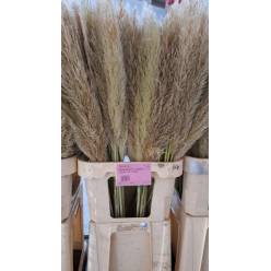 Cortaderia Hol. Overig 100cm "x10 tallos"