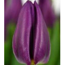 Tulipan Hol. Bullit 35cm Mrd.