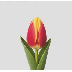 Tulipan Hol. Stay Strong 40cm Bic.