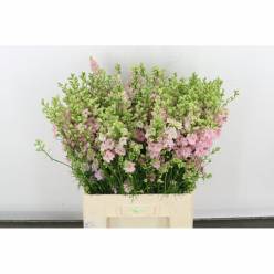 Delphinium Hol. Cons R Q Rose 60cm