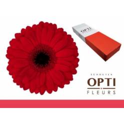 Gerbera Hol. Beauty Rj. "T25"