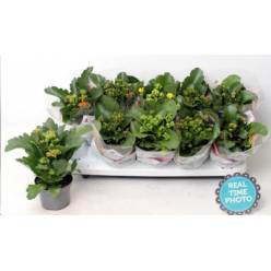 P. Kalanchoe Bl Mixta 6 KL 10.5/22cm "CC10"