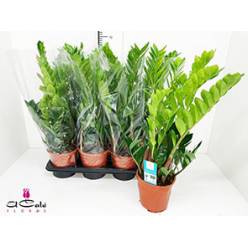 P. Zamioculca Zamiifol 17/75cm x6  6-Ramas